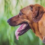 欧美黄页AV odhjhh0rdt